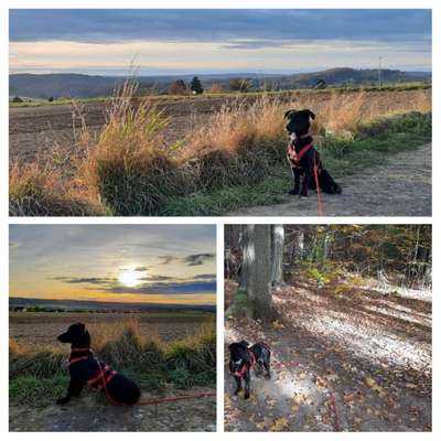 Hund und Natur-Beitrag-Bild