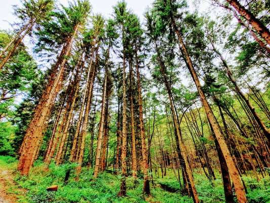 Die wunderschöne Welt mit Hund.-Beitrag-Bild