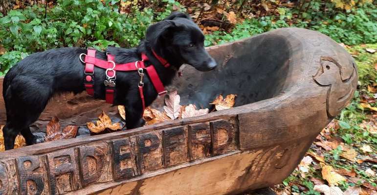 Herbst🍁-Beitrag-Bild