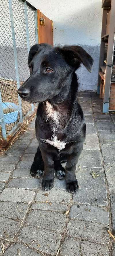 wo sind die Dackelfreunde-Beitrag-Bild