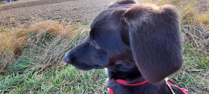 Was können eure Ohren so? ;)-Beitrag-Bild