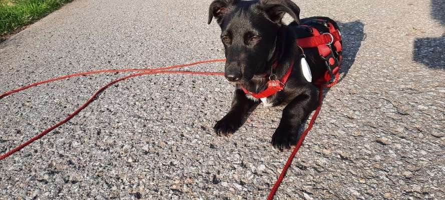 Hundetreffen-Kleine Hunde, Zum laufen u. Toben-Bild