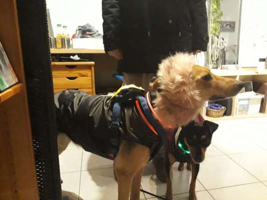 Hier ist der Spaßthread. Zum Schmunzeln und Kaputtlachen-Beitrag-Bild