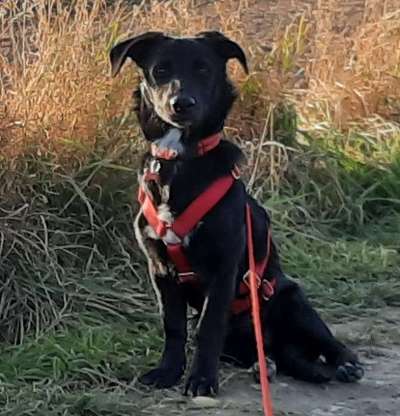 wo sind die Dackelfreunde-Beitrag-Bild