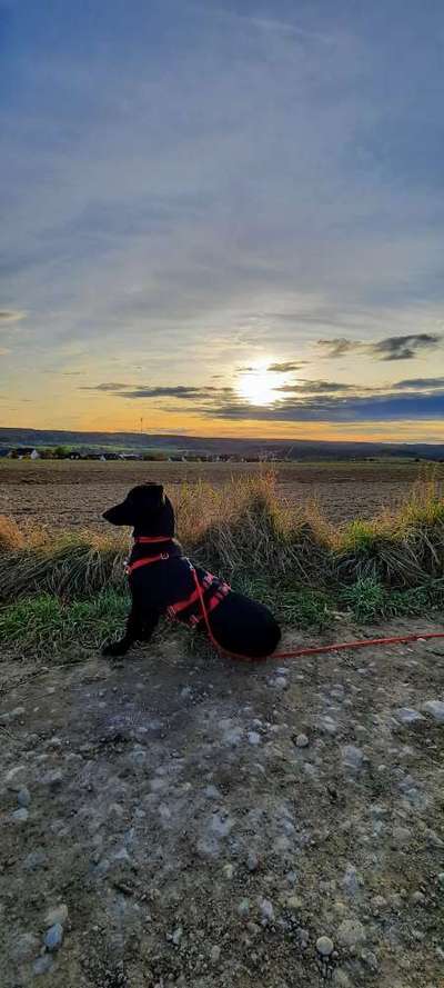 Die wunderschöne Welt mit Hund.-Beitrag-Bild