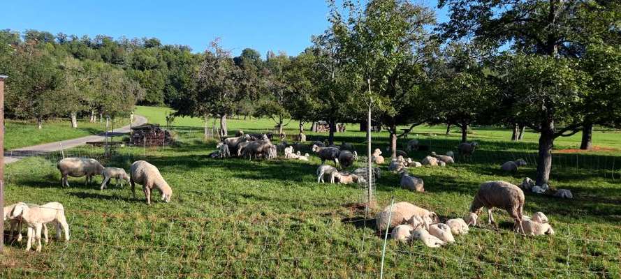 Die wunderschöne Welt mit Hund.-Beitrag-Bild