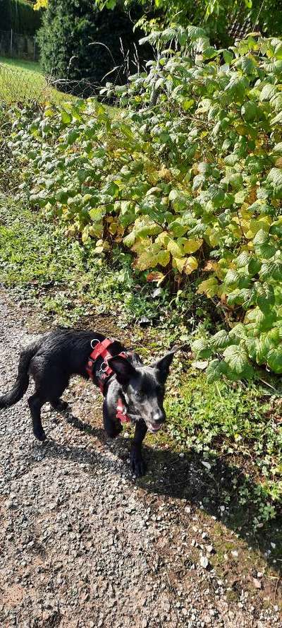Die wunderschöne Welt mit Hund.-Beitrag-Bild