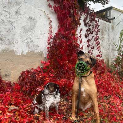 Hundetreffen-Social Walks-Bild