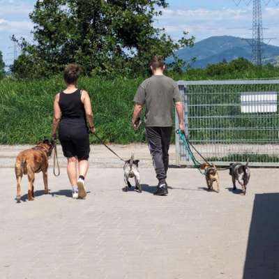 Hundetreffen-Social Walks-Bild