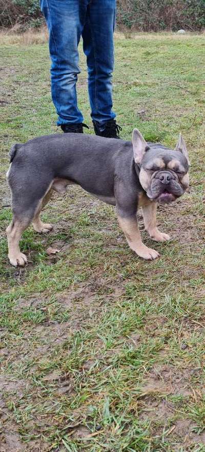 Lustigsten Grimassen von euren Hunden-Beitrag-Bild