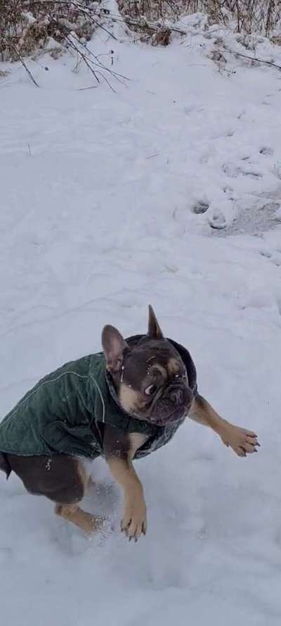 Lustigsten Grimassen von euren Hunden-Beitrag-Bild