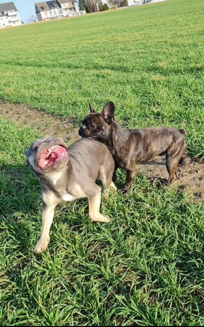 Lustigsten Grimassen von euren Hunden-Beitrag-Bild