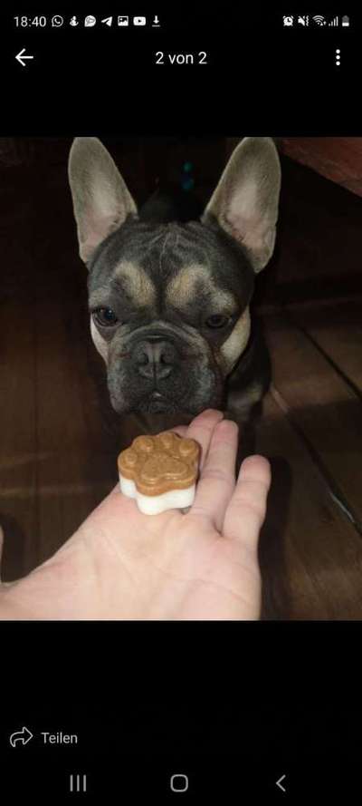 Floh und Zeckenmittel-Beitrag-Bild