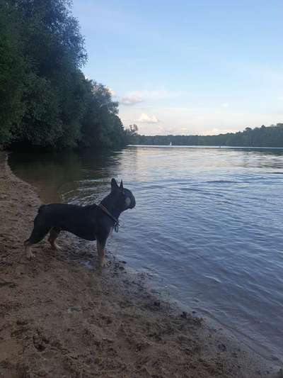 Dogorama-Monats-Challenge-Mai "Wasser"-Beitrag-Bild