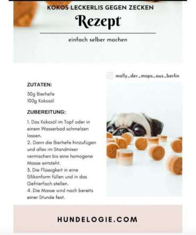 Floh und Zeckenmittel-Beitrag-Bild