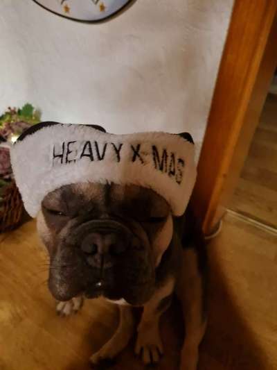 Lustigsten Grimassen von euren Hunden-Beitrag-Bild