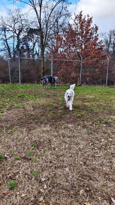 Hundeauslaufgebiet-Friedrichsfelder Landstraße-Bild