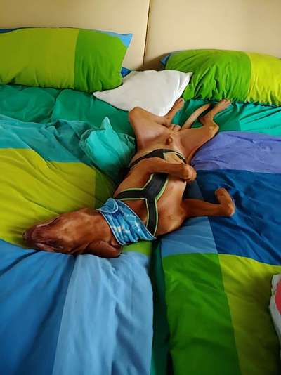 Gemeinsames Kuscheln im Bett!-Beitrag-Bild