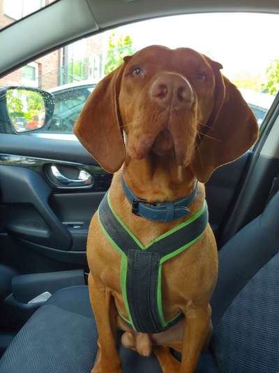 Die Dogorama Kalender Challenge Titelbild-Beitrag-Bild