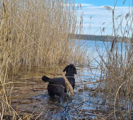 Dogorama-Monats-Challenge-Mai "Wasser"-Beitrag-Bild