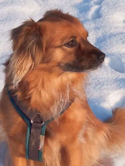 TierschutzhundeStammtisch🐕-Beitrag-Bild