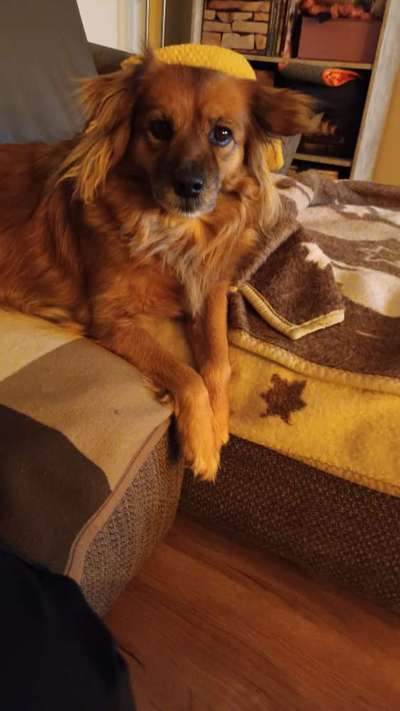 Pastor Garafiano-Beitrag-Bild