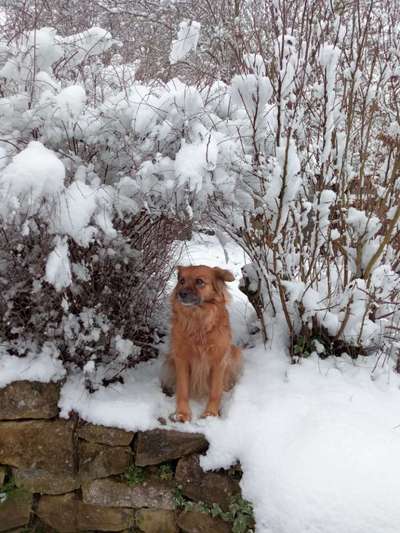 Dogorama Photo Challenge - Winterstimmung-Beitrag-Bild