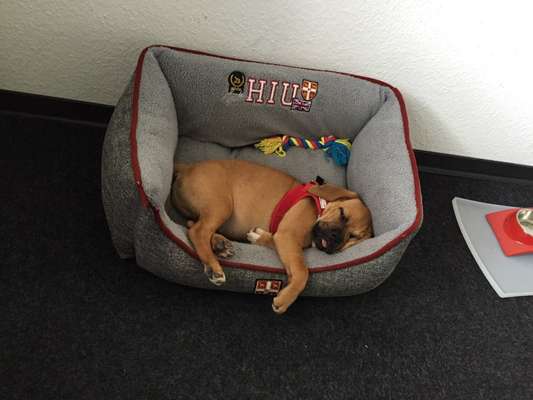 Welpen Bilder !-Beitrag-Bild