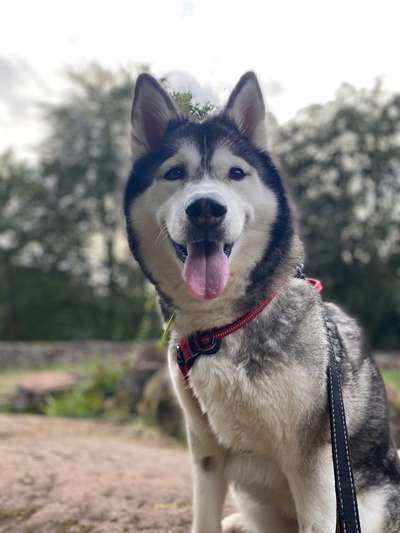 Hundetreffen-Gassie Runde mit Spaß & Spielen😇-Bild