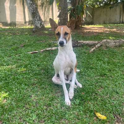 Hundetreffen-Hundebetreuung-Bild