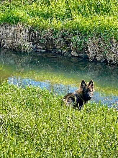 Dogorama-Monats-Challenge-Mai "Wasser"-Beitrag-Bild