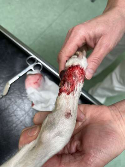 Windhunde - Treffen der besonderen Schönheiten
HERZLICH WILLKOMMEN-Beitrag-Bild