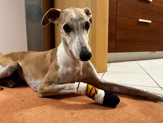 Windhunde - Treffen der besonderen Schönheiten
HERZLICH WILLKOMMEN-Beitrag-Bild