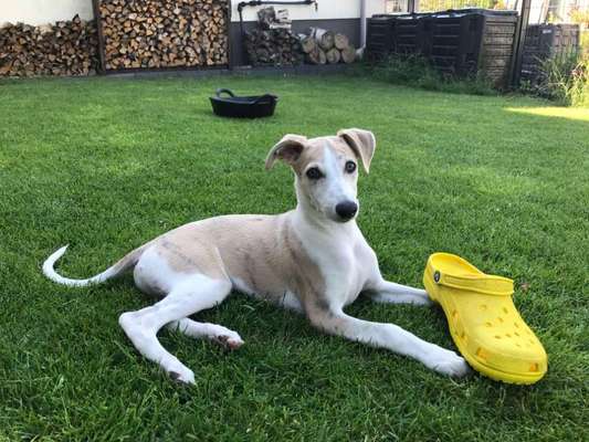 Windhunde - Treffen der besonderen Schönheiten
HERZLICH WILLKOMMEN-Beitrag-Bild