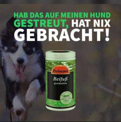 Windhunde - Treffen der besonderen Schönheiten
HERZLICH WILLKOMMEN-Beitrag-Bild