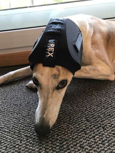 Windhunde - Treffen der besonderen Schönheiten
HERZLICH WILLKOMMEN-Beitrag-Bild