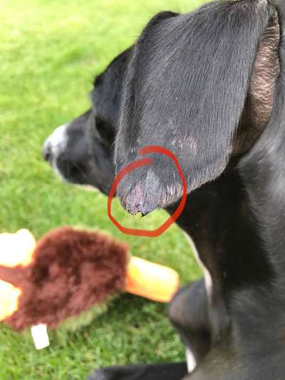 Windhunde - Treffen der besonderen Schönheiten
HERZLICH WILLKOMMEN-Beitrag-Bild