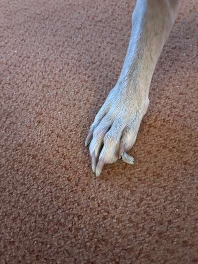 Windhunde - Treffen der besonderen Schönheiten
HERZLICH WILLKOMMEN-Beitrag-Bild