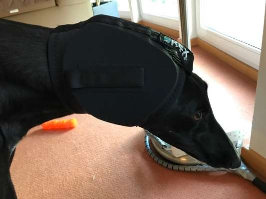 Windhunde - Treffen der besonderen Schönheiten
HERZLICH WILLKOMMEN-Beitrag-Bild