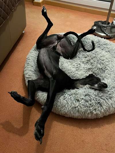 Windhunde - Treffen der besonderen Schönheiten
HERZLICH WILLKOMMEN-Beitrag-Bild