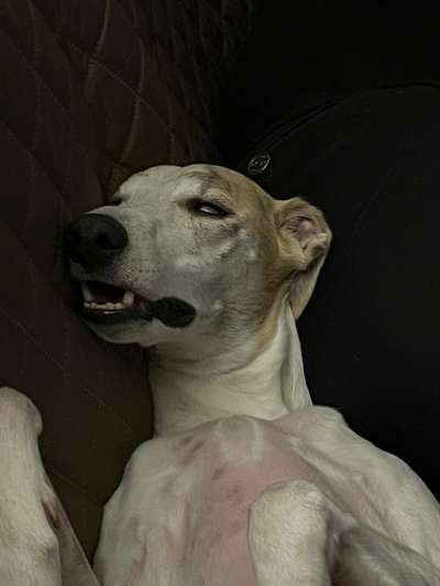 Windhunde - Treffen der besonderen Schönheiten
HERZLICH WILLKOMMEN-Beitrag-Bild