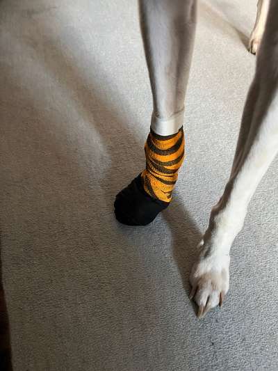 Windhunde - Treffen der besonderen Schönheiten
HERZLICH WILLKOMMEN-Beitrag-Bild