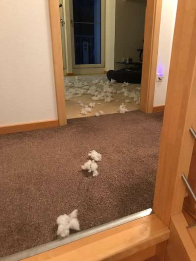 Windhunde - Treffen der besonderen Schönheiten
HERZLICH WILLKOMMEN-Beitrag-Bild