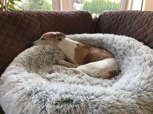 Windhunde - Treffen der besonderen Schönheiten
HERZLICH WILLKOMMEN-Beitrag-Bild