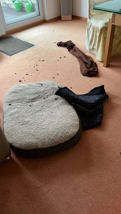 Windhunde - Treffen der besonderen Schönheiten
HERZLICH WILLKOMMEN-Beitrag-Bild