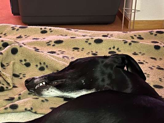 Windhunde - Treffen der besonderen Schönheiten
HERZLICH WILLKOMMEN-Beitrag-Bild