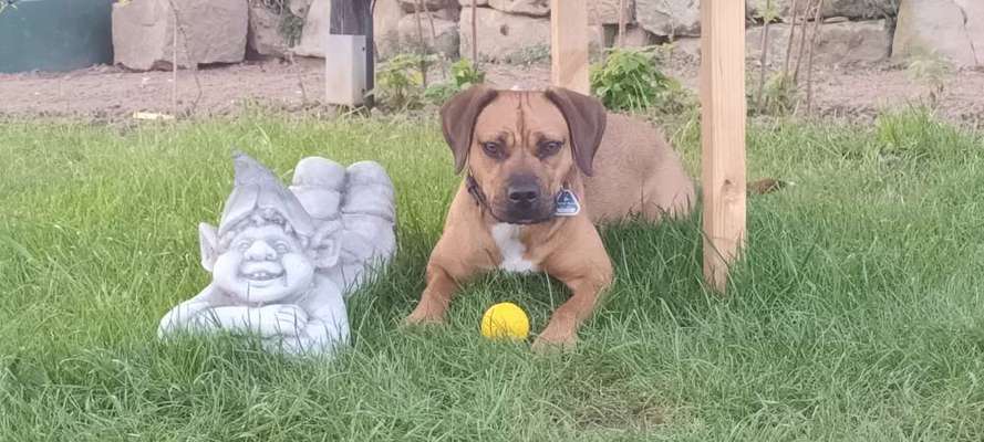 TierschutzhundeStammtisch🐕-Beitrag-Bild