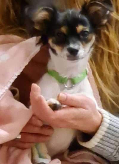 Welpen Bilder !-Beitrag-Bild