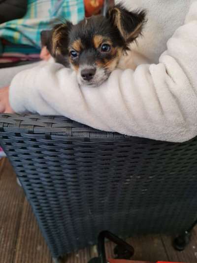 Welpen Bilder !-Beitrag-Bild