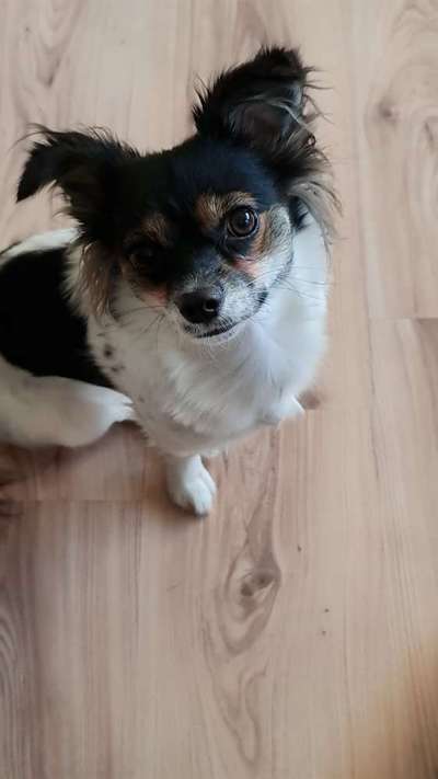 Welpen Bilder !-Beitrag-Bild